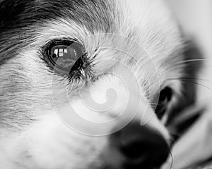 Close up of adoring dog`s face in black and white photo